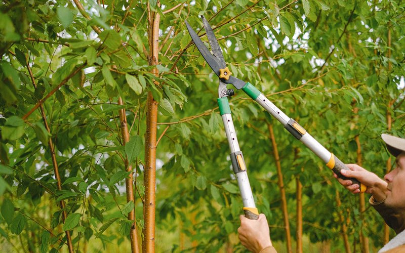 Tree trimming in Chesterfield, IL